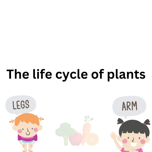 The life cycle of plants